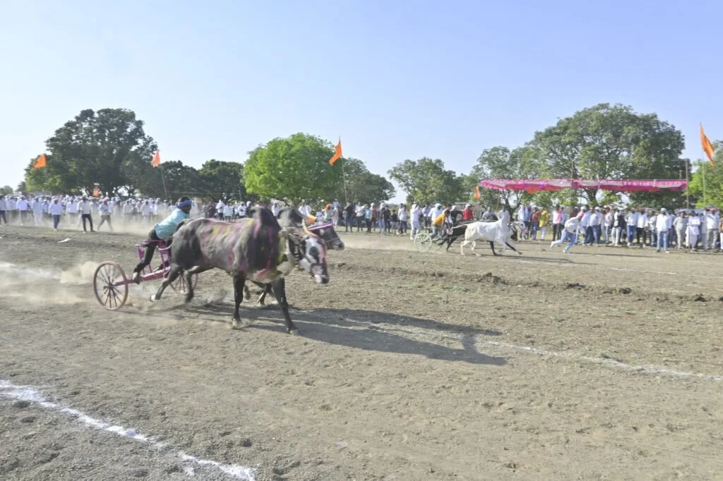 बैलगाड़ी दौड़ गोपालपुर में रुंदलाय और भोनखेड़ी के बैलो ने जीता पहला इनाम