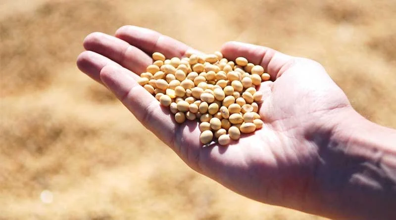 तकनीकी खराबी के चलते भावांतर योजना में आज और कल नहीं होगी सोयाबीन खरीदी 11 तकनीकी खराबी के चलते भावांतर योजना में आज और कल नहीं होगी सोयाबीन खरीदी