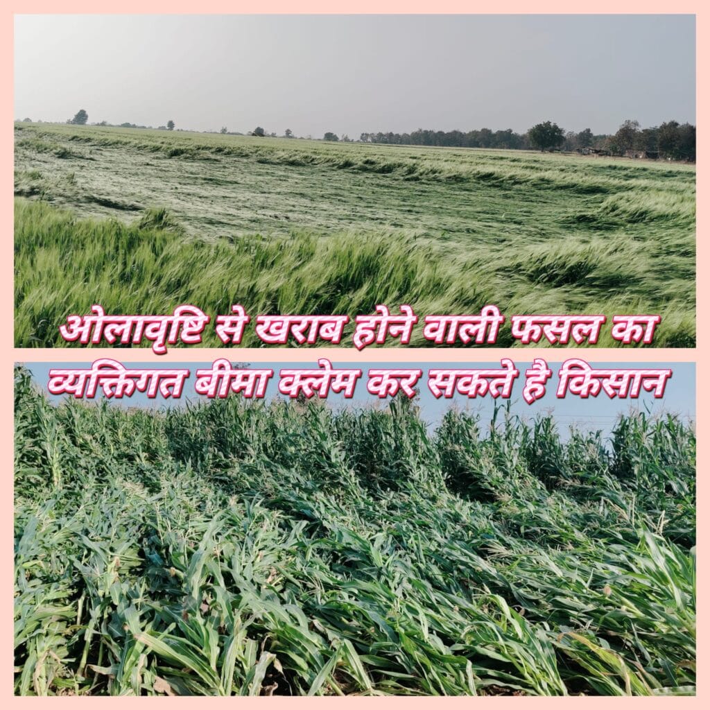 ओलावृष्टि से खराब होने वाली फसल का व्यक्तिगत बीमा क्लेम कर सकते है किसान